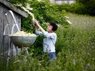 Rosebud preserves madebyshape thumb