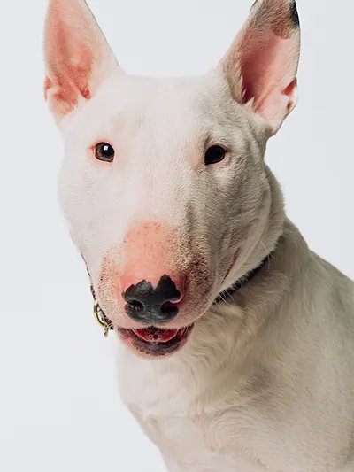 Dipper portrait madebyshape